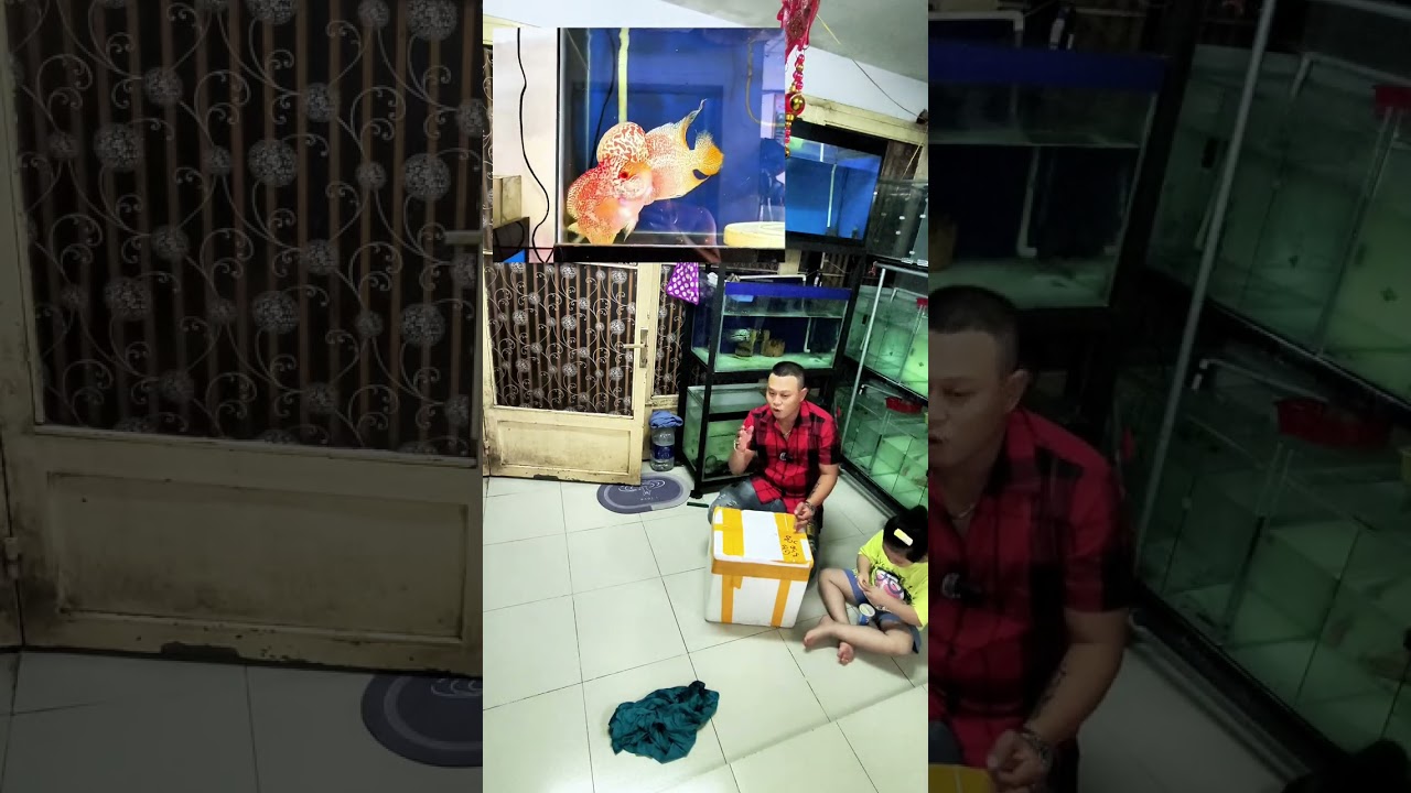 Khui Sít Rịt...FN Giống GB...Và Phổ Biến 1 Chút Về Sinh Sản Củng Như Thế Nào Là Bột GB 