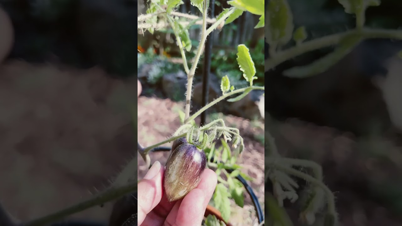 My First Brad&rsquo;s Atomic Grape Tomatoes 💜💚