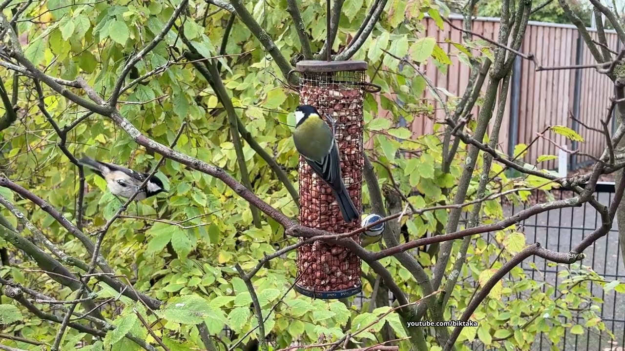 Backyard Birdwatching: Small Birds at the Peanut Feeder (1 Hour)