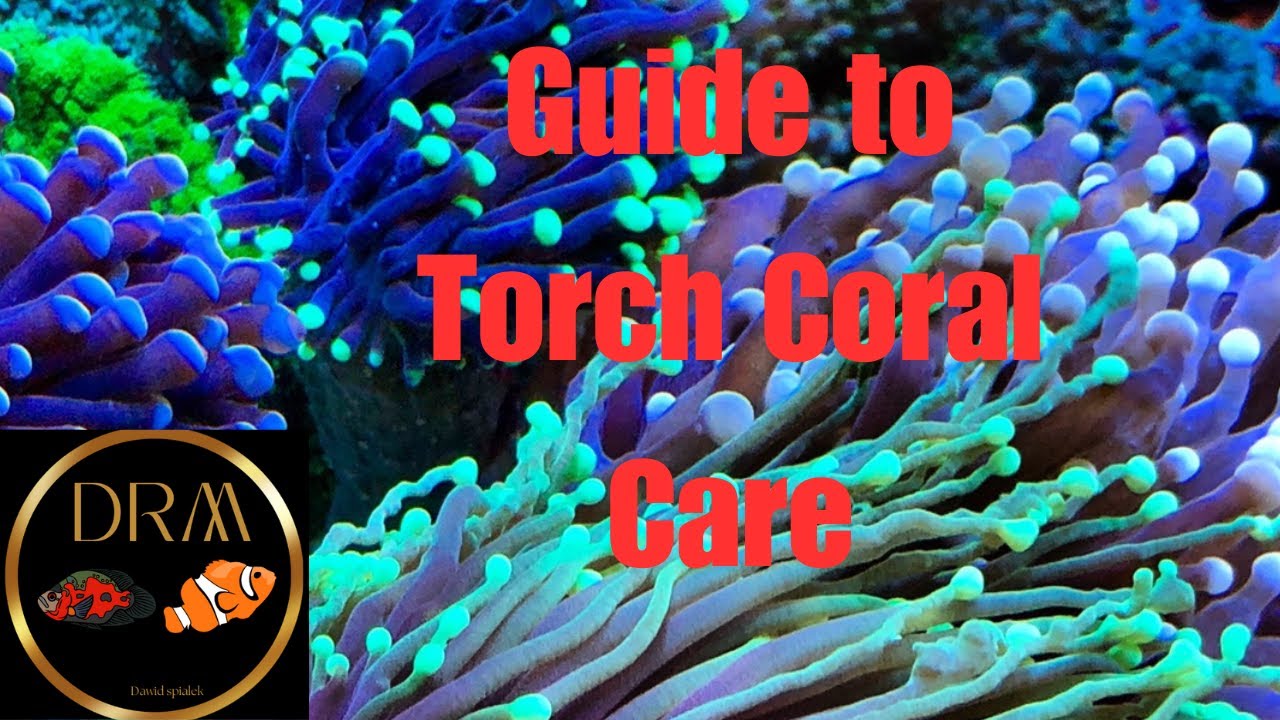 Ultimate Guide to Torch Coral Care