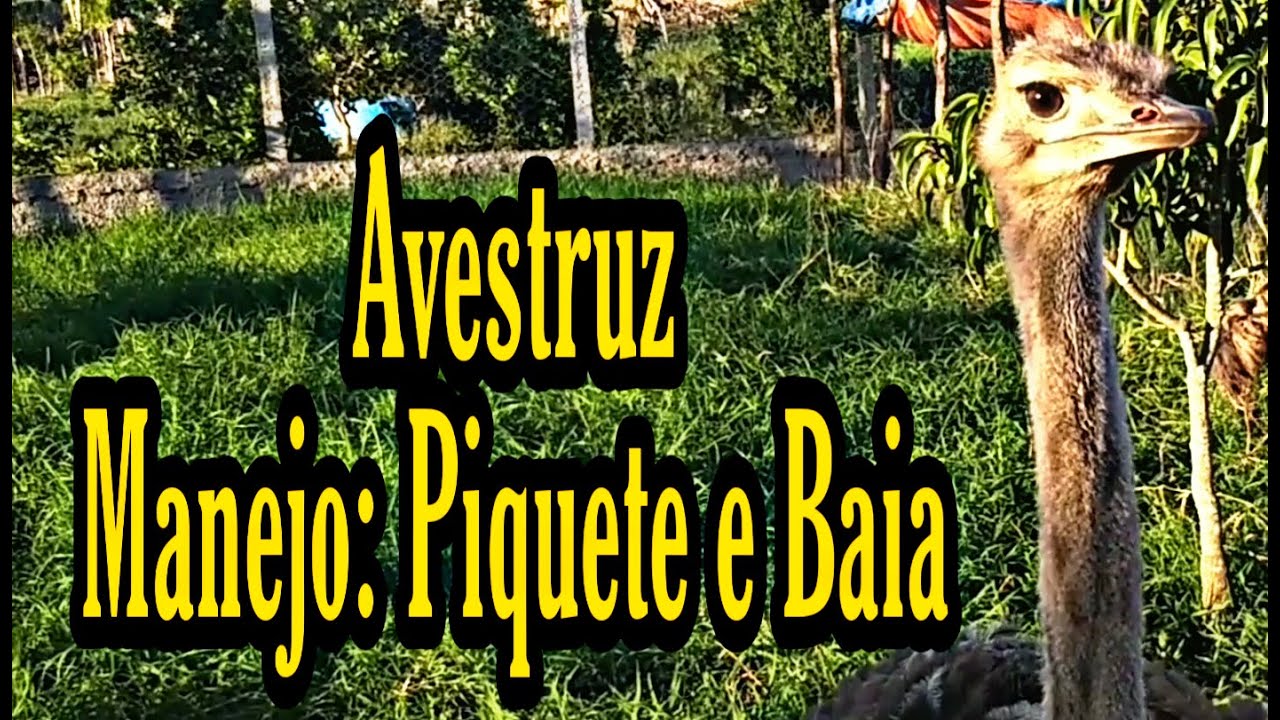 Avestruz - Manejo: Piquete e Baia. Nome Científico: Struthio camelus do Egito e África para o Brasil