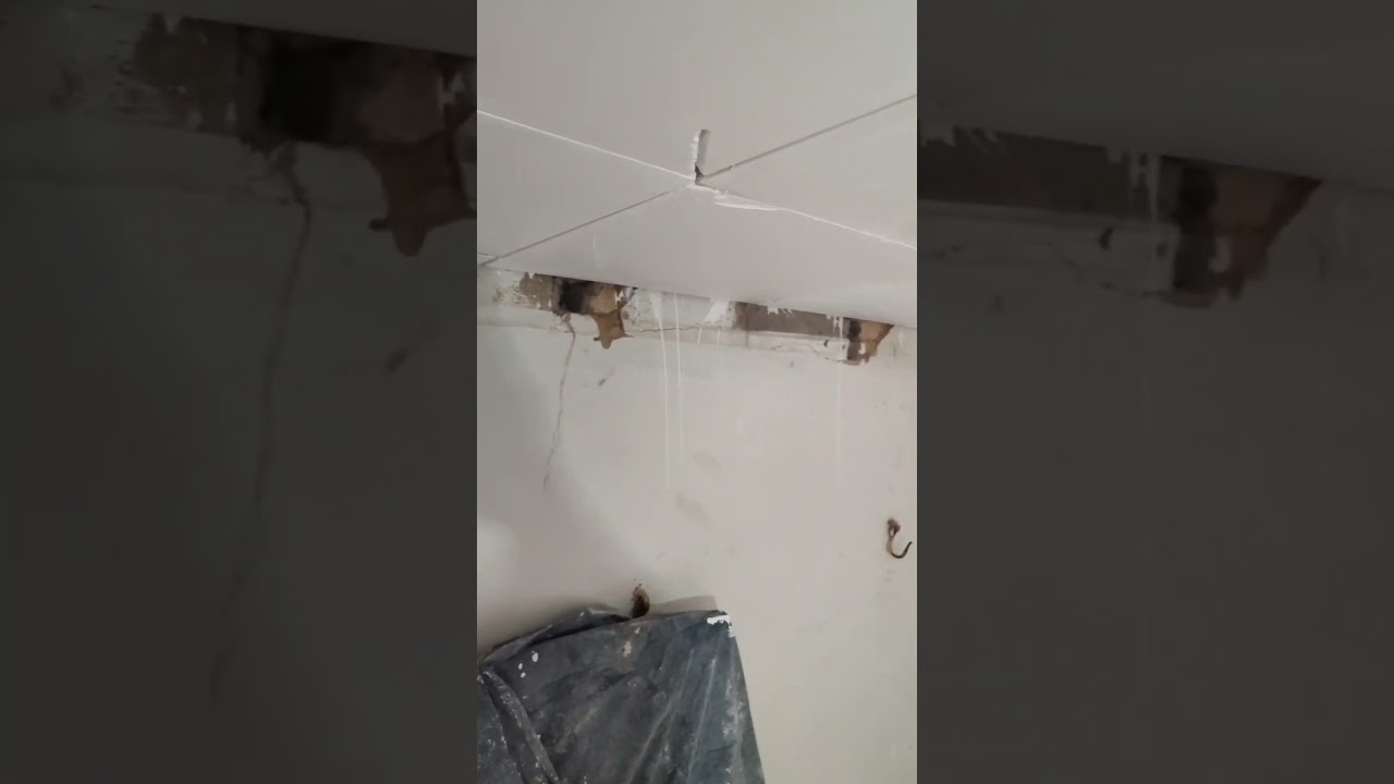 mostrando forro é percolado de plaquinha