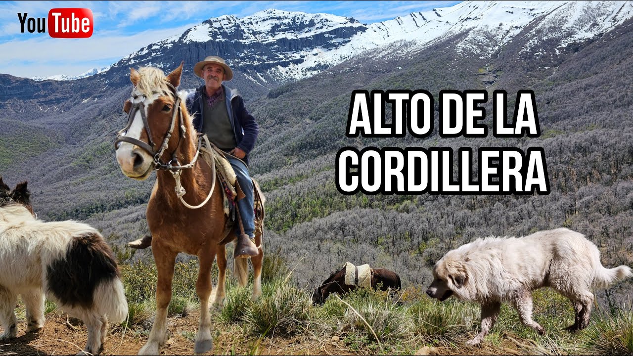 Buscando Ganado en lo Alto de La Cordillera Arrieros de la Región del Maule Bajan Cabras a Caballo