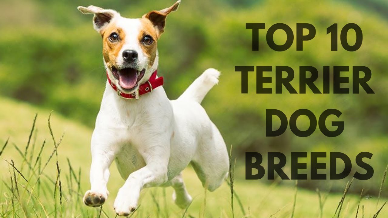 TOP 10 TERRIER DOG BREEDS/ TOP 10 TERIERÓW