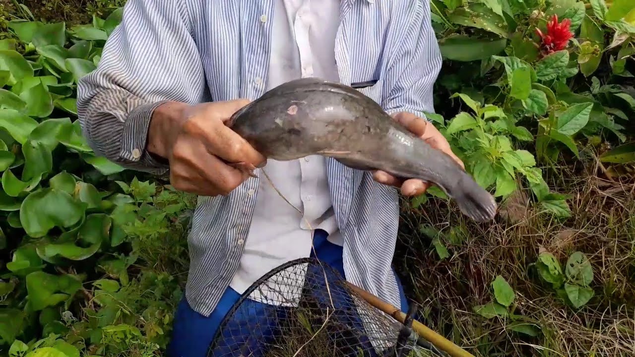 Đỡ được mấy con cá lớn...