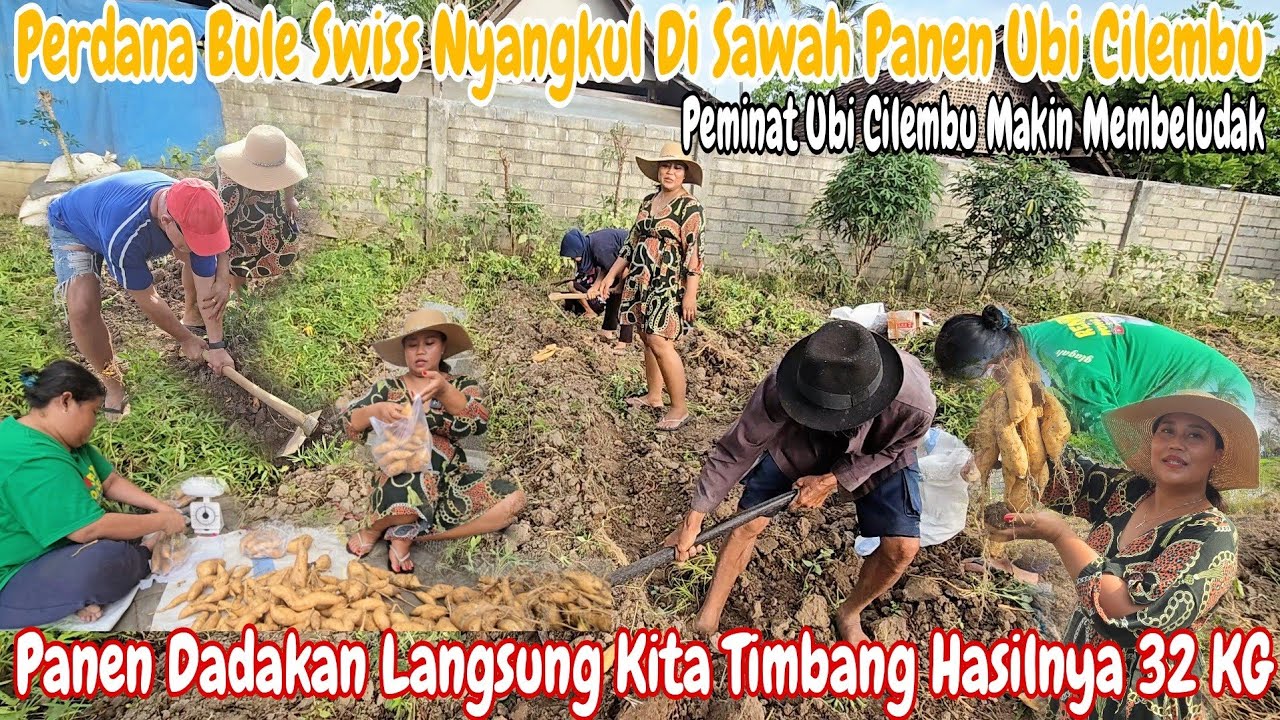 RUSUH~HANCUR BULE PANEN UBI CILEMBU‼️PANEN SORE