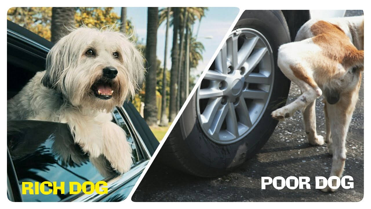 Rich Dog Vs Poor Dog