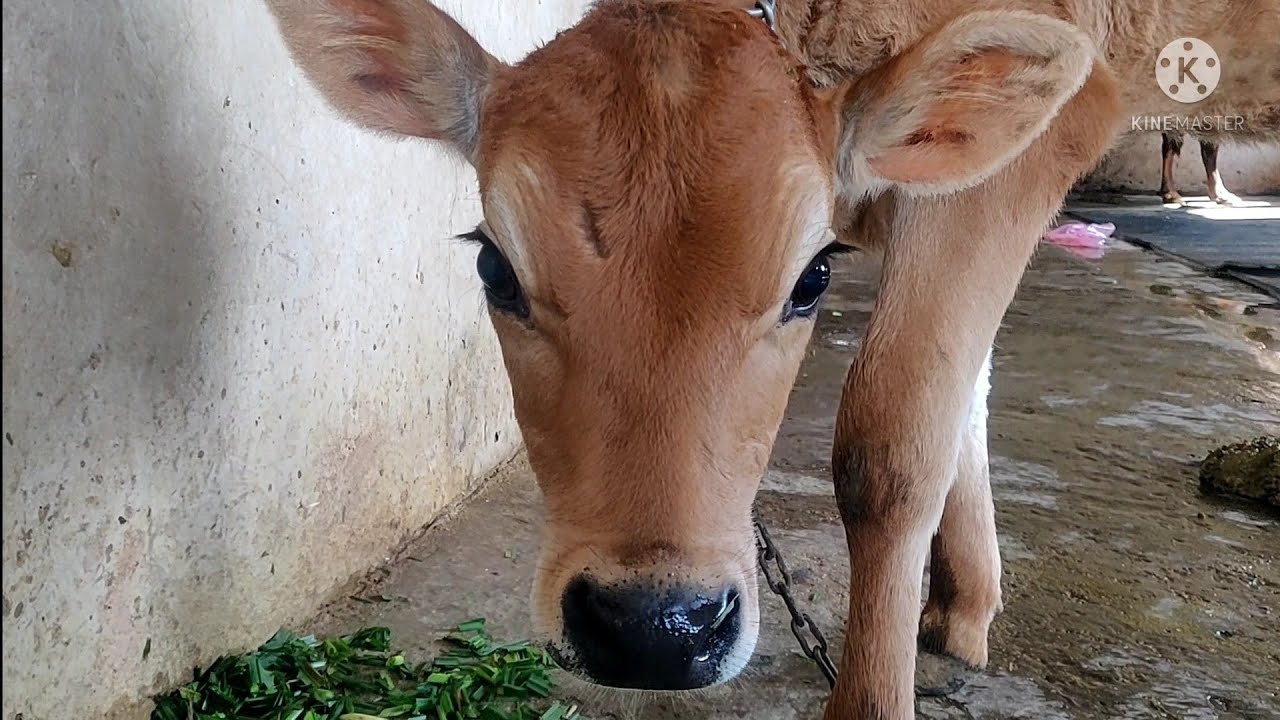 ABS ZIG BULL FEMALE CALF 😍