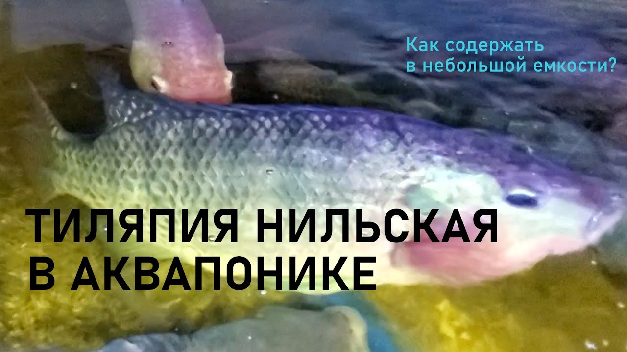 Тиляпия Нильская в аквапонике