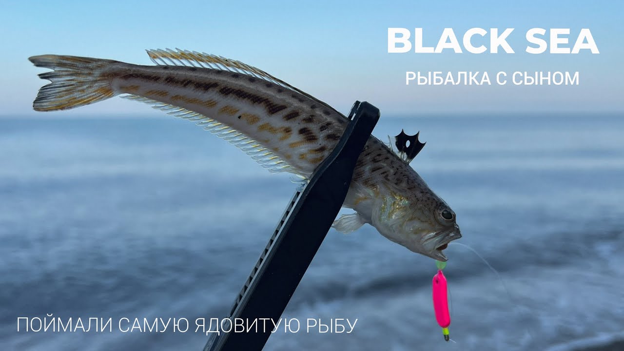 Поймали самую ядовитую рыбу! Рыбалка на Черном море с сыном.