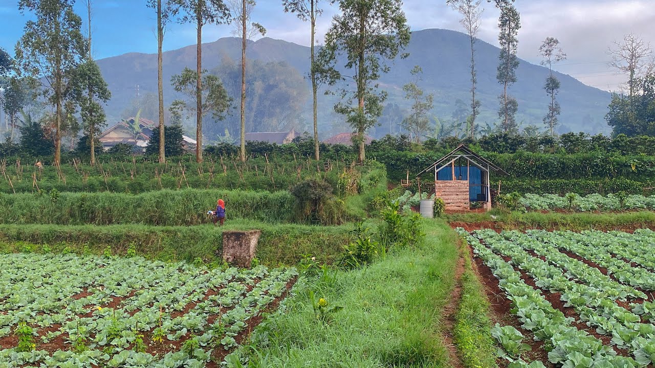 Kesejukan Suasana Pagi Hari Di Desa Cikandang Bikin Damai | Suasana Pedesaan Jawa Barat, Garut