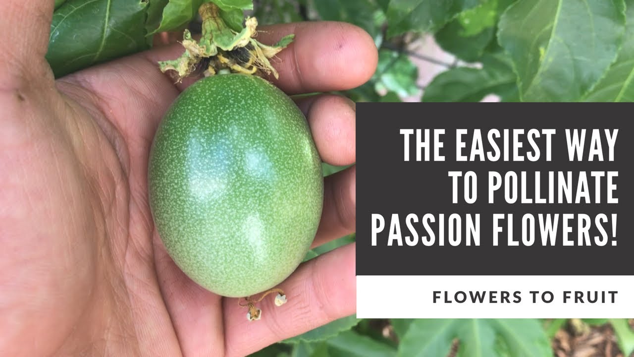 The Easiest Way To Pollinate Passion Flowers! (Flower to Fruit)