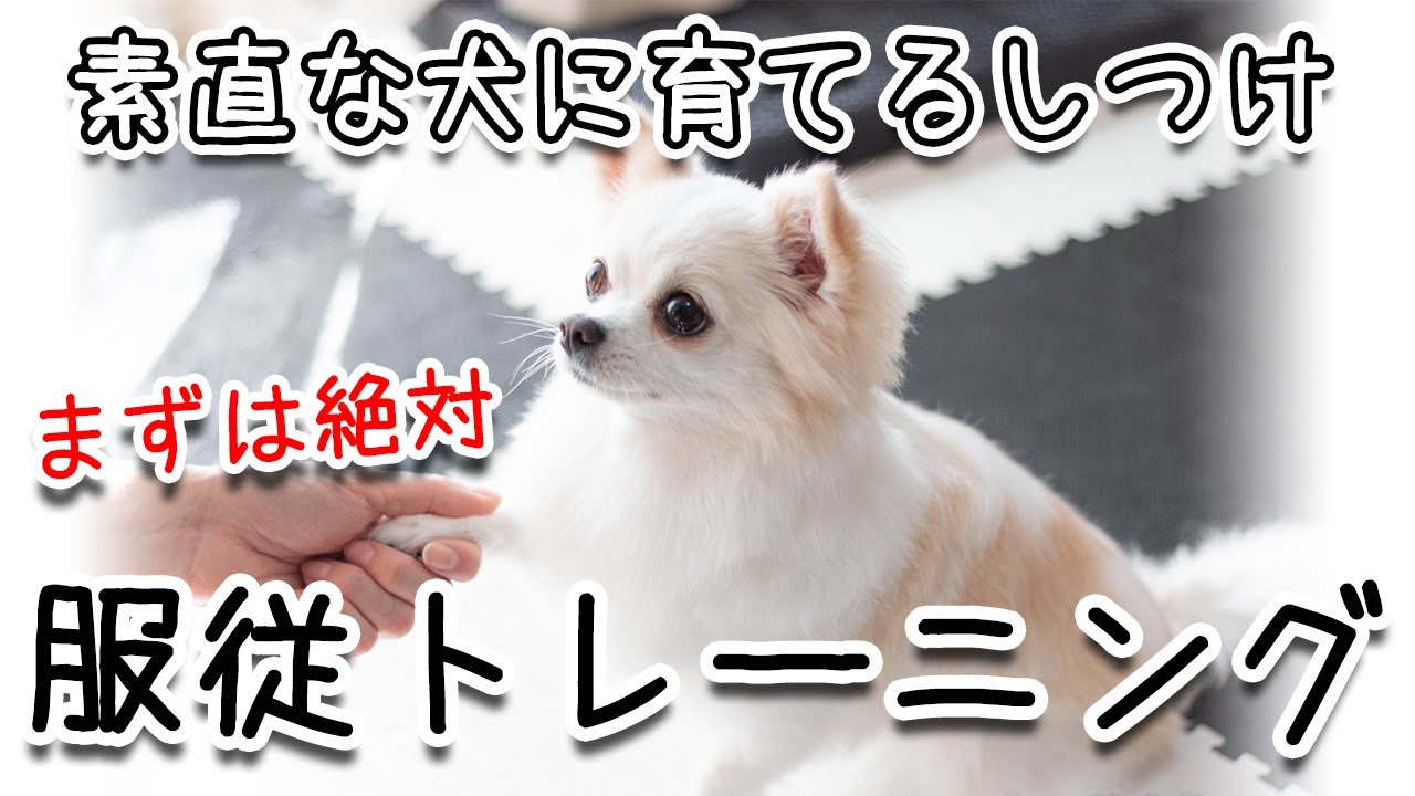 【犬のしつけ解説】主従関係と信頼関係を築くための服従トレーニングを教えます