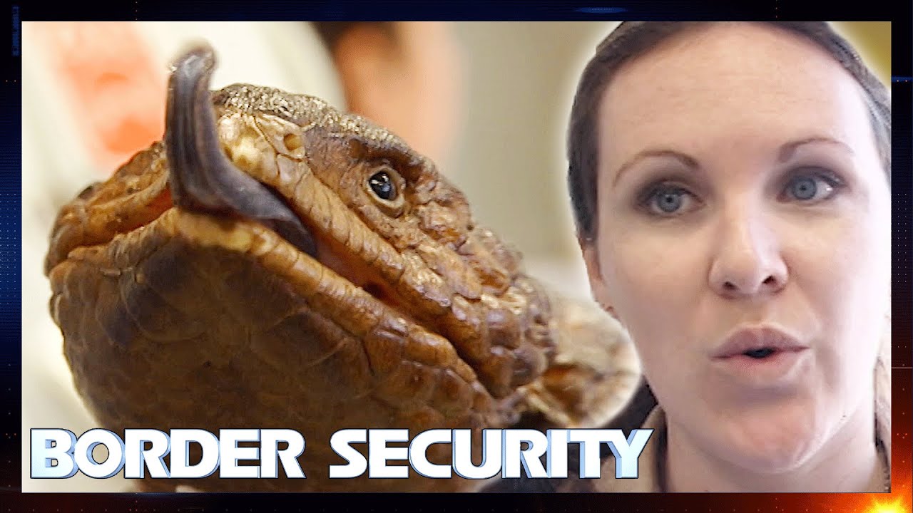 Exotic Animal Trafficking Stopped by Customs 💔 | Border Security