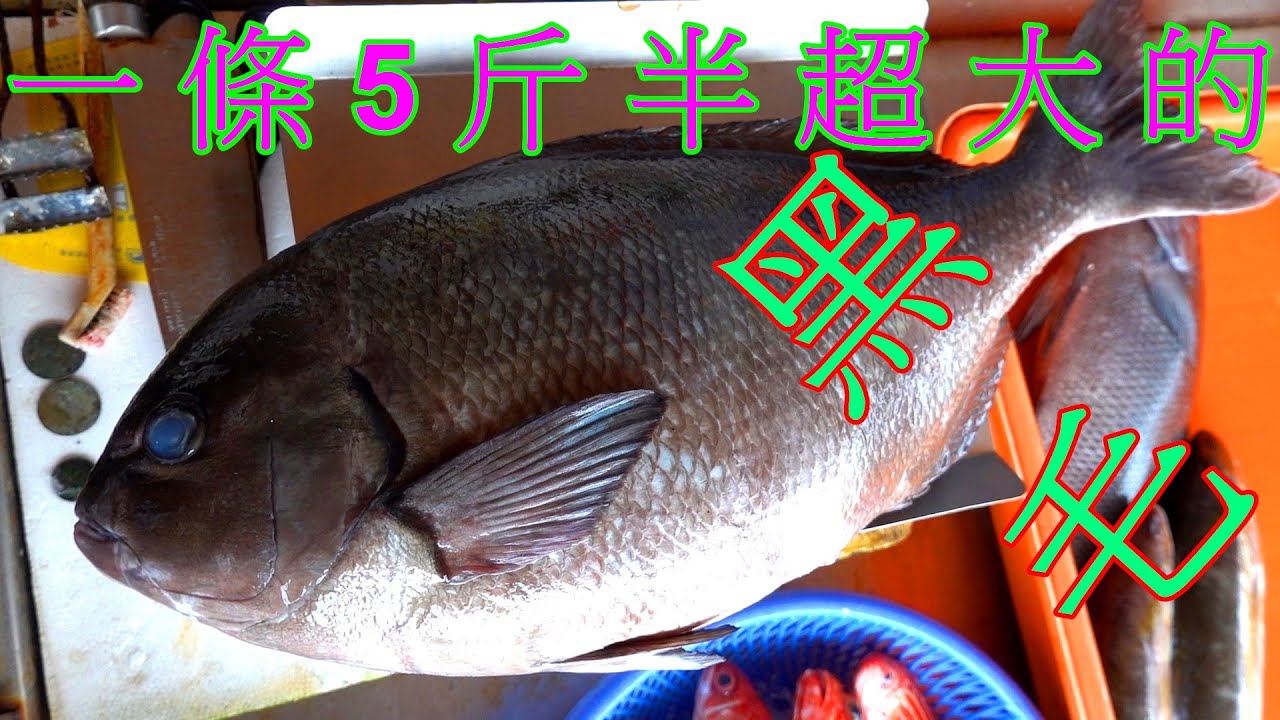 大溪漁港一條超級大5台斤半的黑毛(紅皮瓏)還有紅喉 白鯧 土魠魚 蝦猴 等等好物