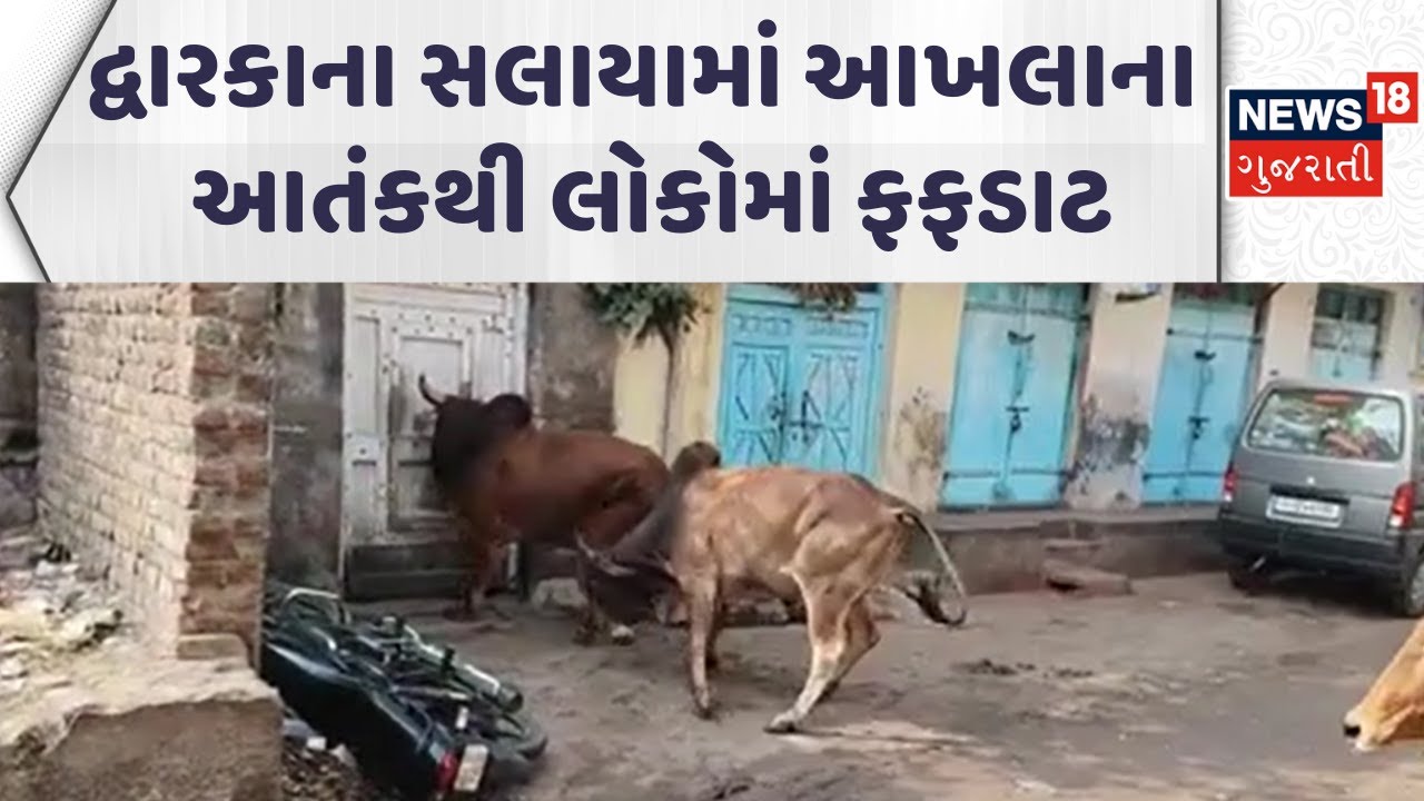 Dwarka Stray Cattle News | દ્વારકાના સલાયામાં આખલાના આતંકથી લોકોમાં ફફડાટ|Gujarati Samachar | News18