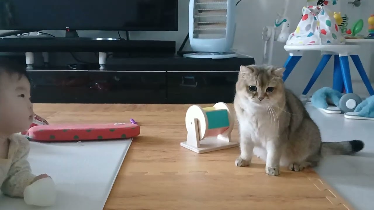 아기집사 고양이 낚시놀이 D+256
