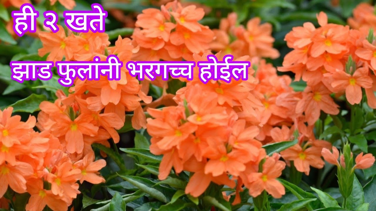 अबोलीला भरपूर फुले येण्यासाठी खते व निगा|| Crosandra plant || Firecracker plant|| #marathigardening