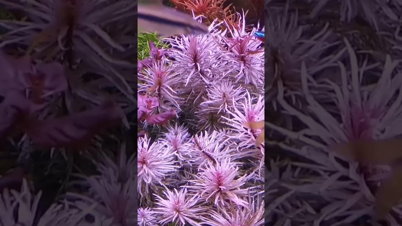 Rośnie i nie długo serwis ostry się szykuje