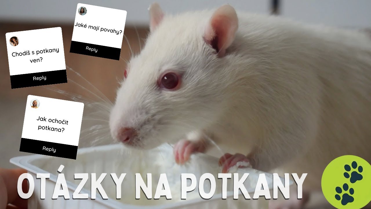 Otázky ohledně chovu potkanů / Může být potkan sám? Jak ochočit potkany?