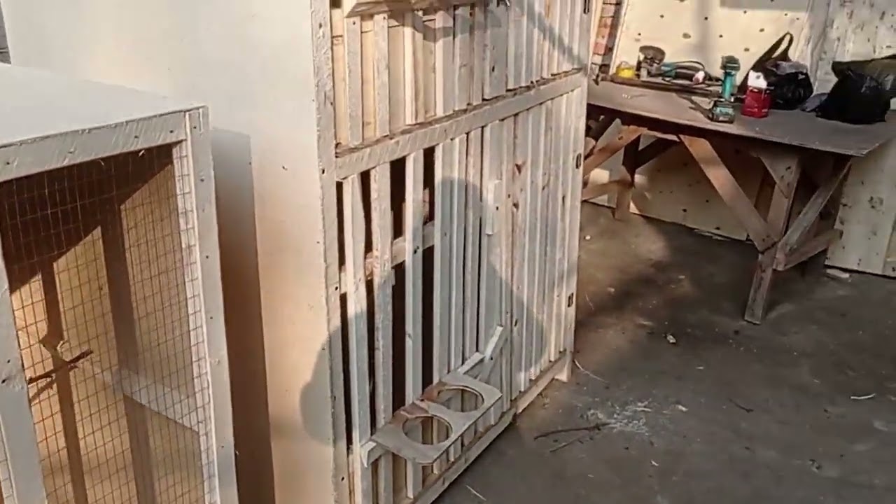 Куш вахурозга катак 935360631