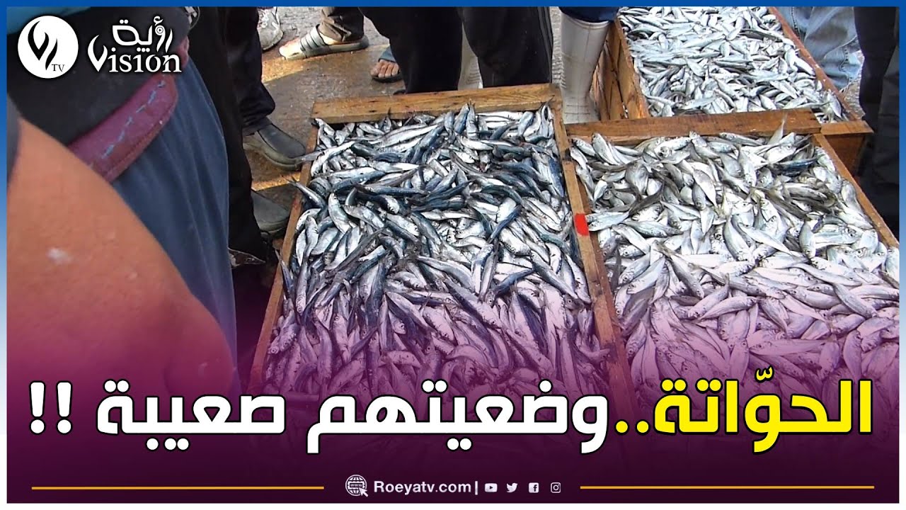 شاهدوا..كواليس سوق #السمك من قلب ميناء مستغانم..توازن هش بين المنتج والسوق
