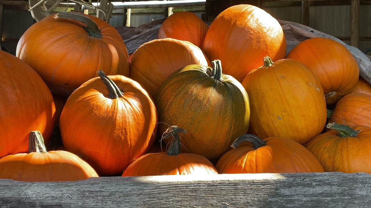Red Barn Farm Pumpkin Party