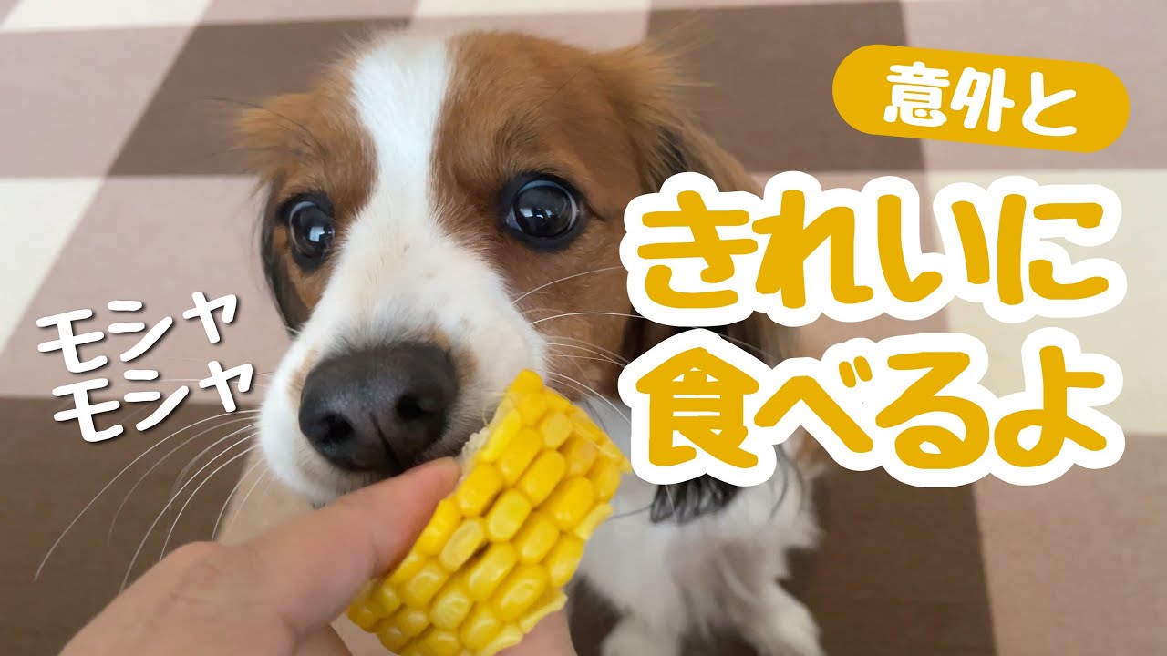 初めて「とうもろこし」を食べる犬【コーイケルホンディエ】