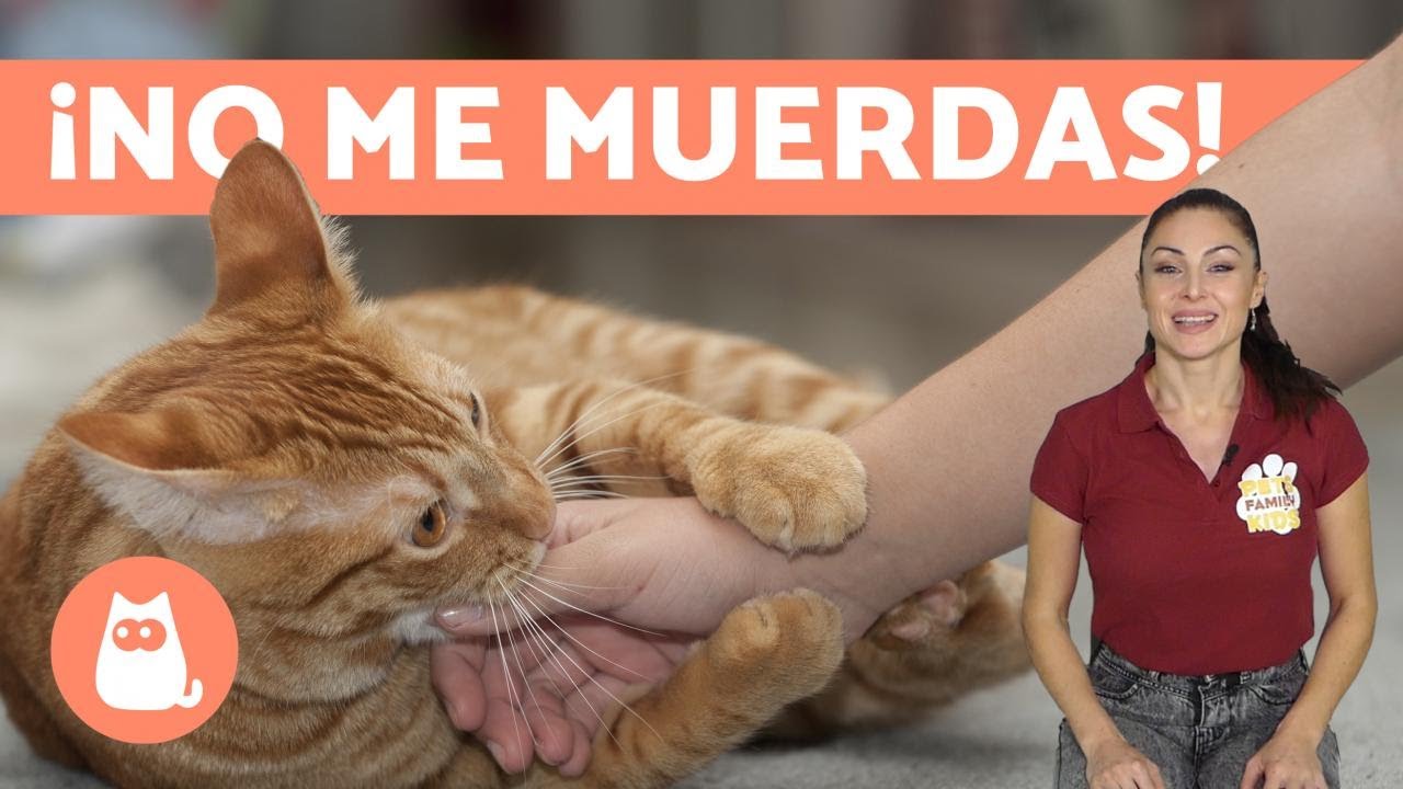 ¿Por qué mi GATO me MUERDE DE REPENTE? ⚡ Causas y Qué Hacer