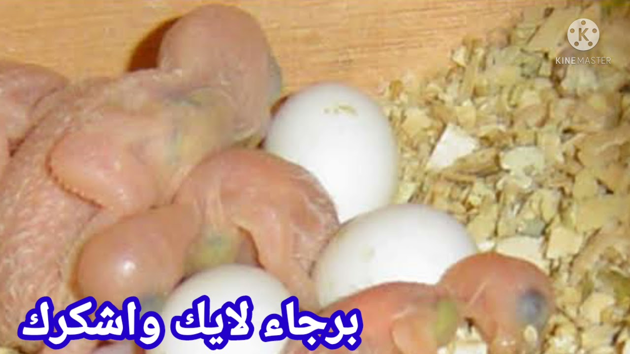 علامات وضع البيض للعصافير