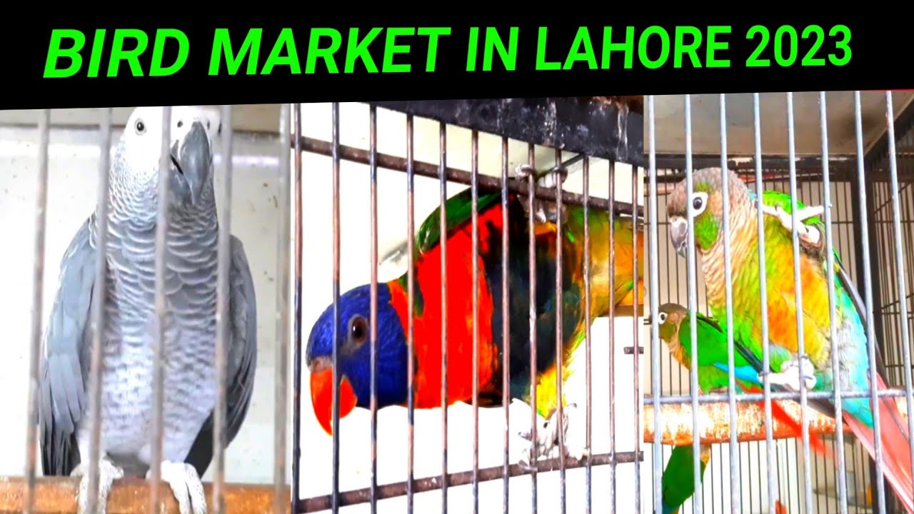 Bird Market Price UpDate 2023 || Love Bird Market in Lahore