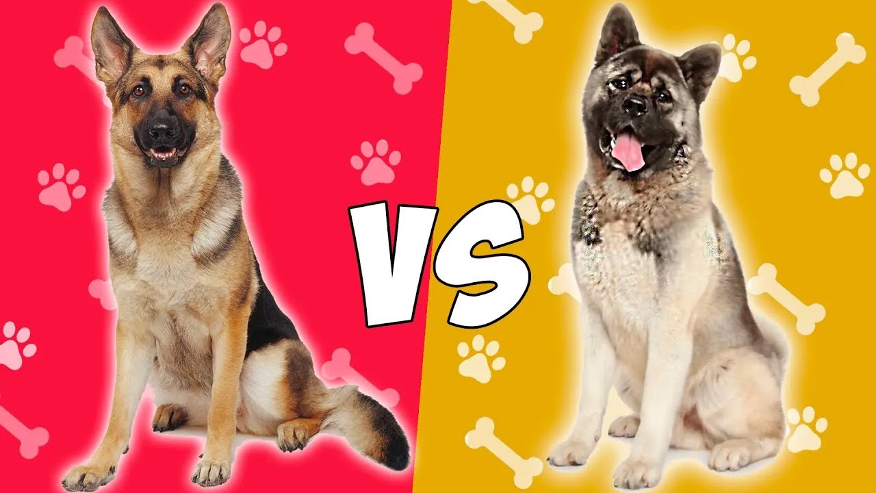 Pastor Aleman VS Akita Americano   Quien gana