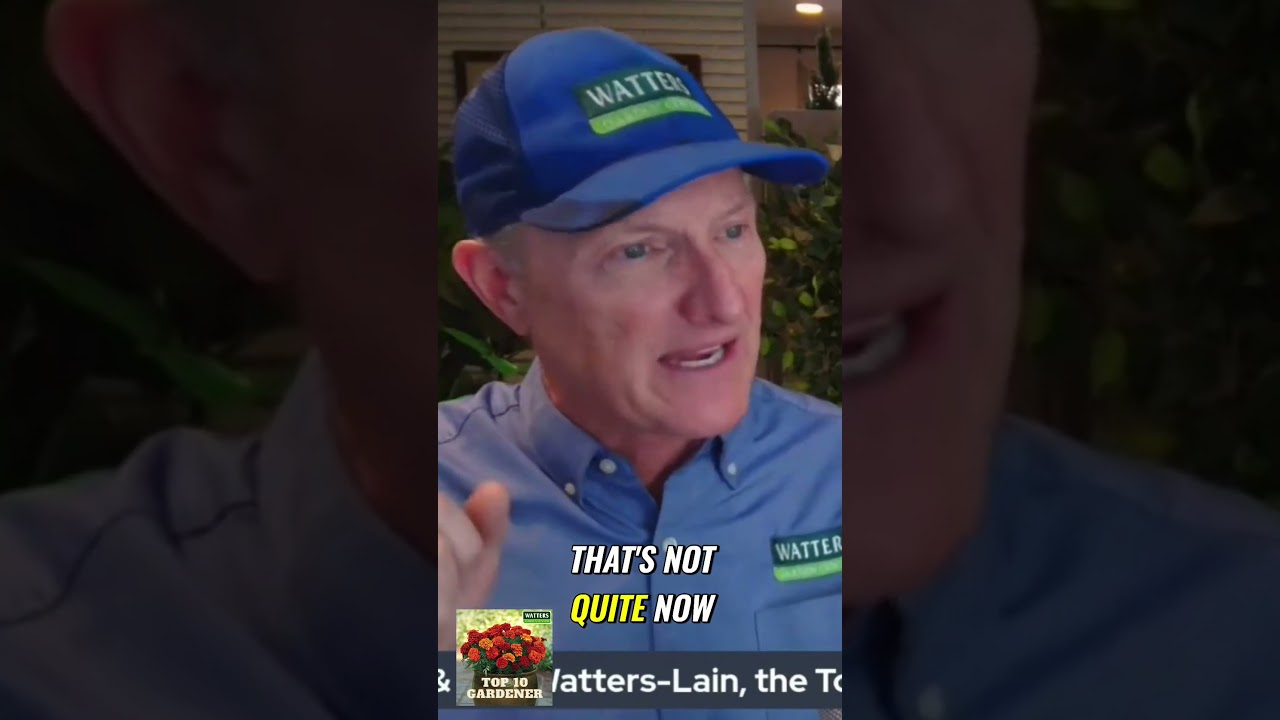 When and How to Trim Frost Damaged Trees