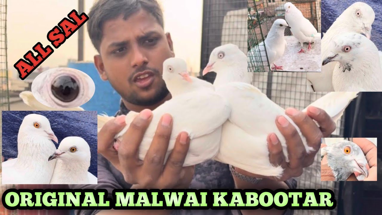 Original Malwai Kabootar || Punjabi Malwai Pigeon || Kabootar Sale Post #soumanpigeonlover