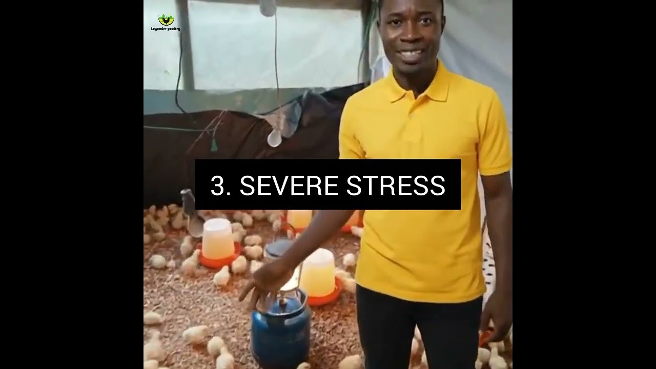 Watch This Video to understand how you can Escape Losses due to Early Chicks Mortality!