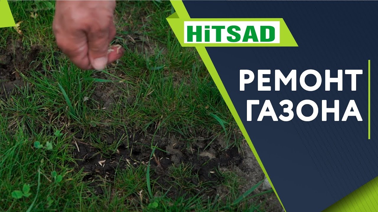 Как убрать проплешины на газоне 🌱 Подсеваем Газон ✔️ Семена газонных трав
