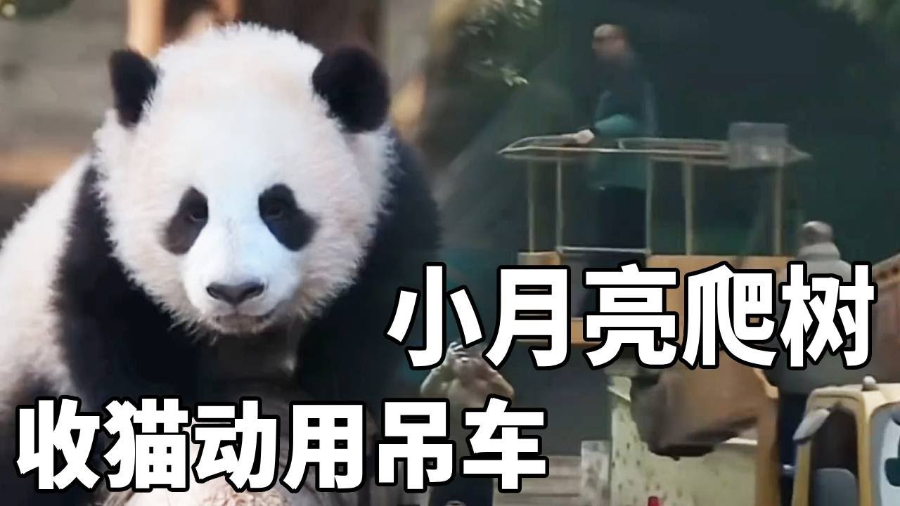天生聪明的小月亮刷新了虫洞的收猫记录，刚满半岁爬到树顶，动用吊车才把它抓下来【你好大熊猫】