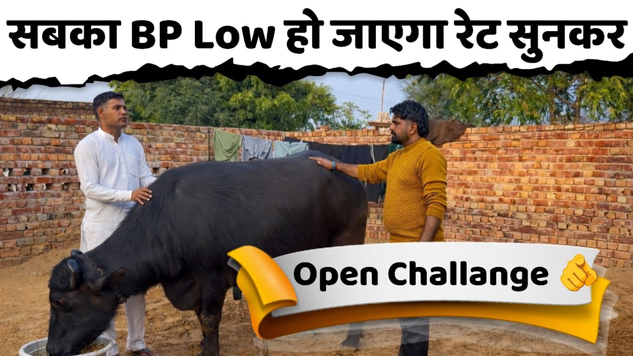Open Challange 🫵 जोगेन्दर श्योराण के घर मुर्राह नस्ल की Top Class झोटी | पहले ब्यांत की झोटी 