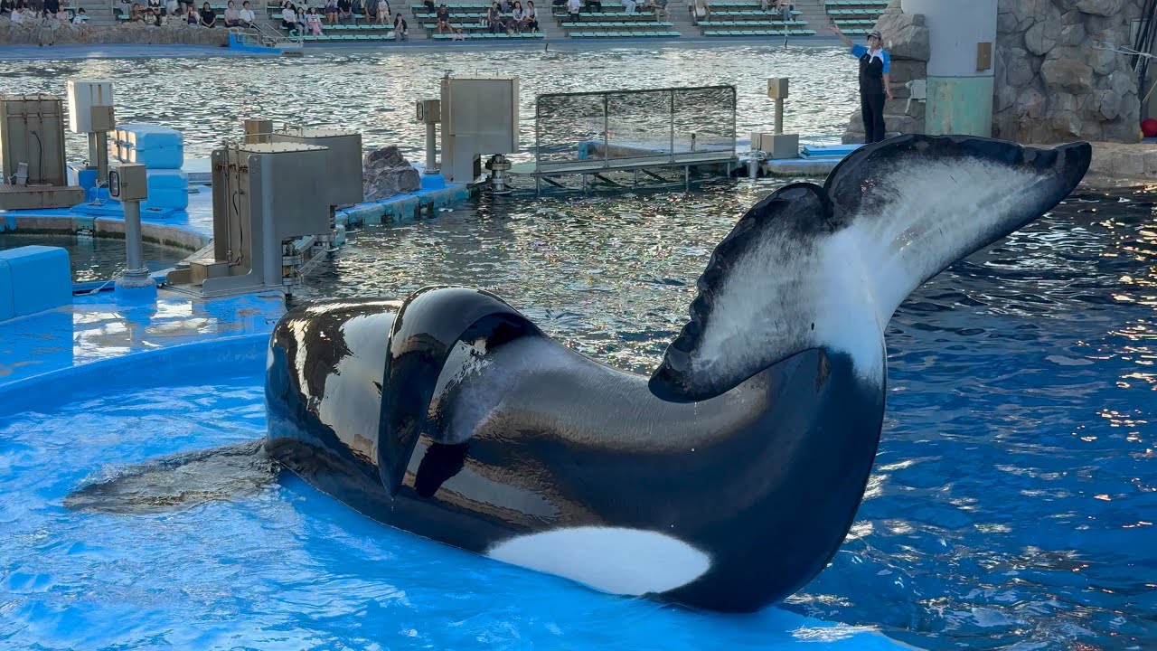 2025/07/30 シャチの公開トレーニング リン&アース編 【17:30の回】@名古屋港水族館