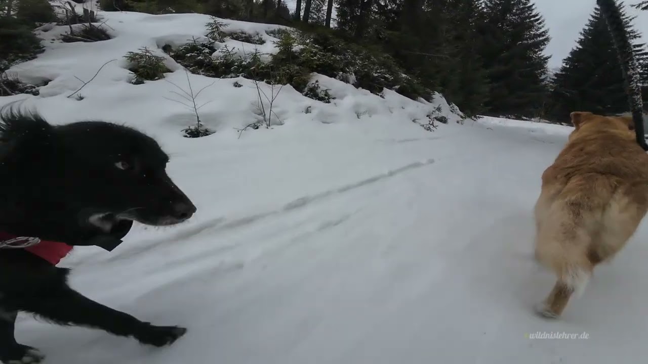 🇸🇰 Starobocianska dolina 🏔️ ❄️ Nizke Tatry 🐶🐶
