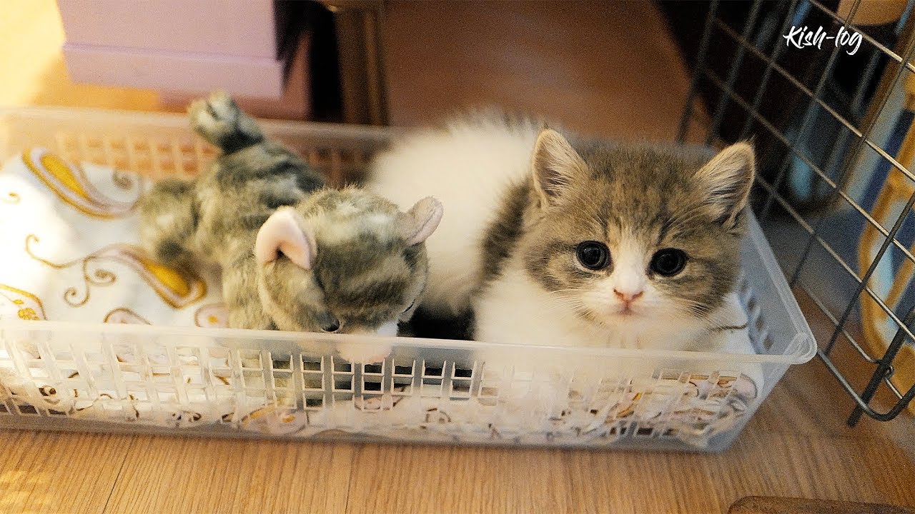 [vlog] выращивание котенка манчкина 