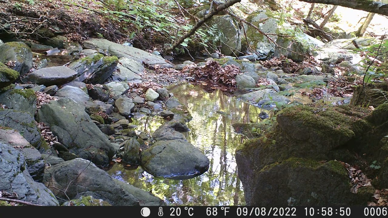 Fototrappolaggio naturalistico- Scoiattolo Ft. Coolife 16MP PH700A Trail cam: red european squirrel.