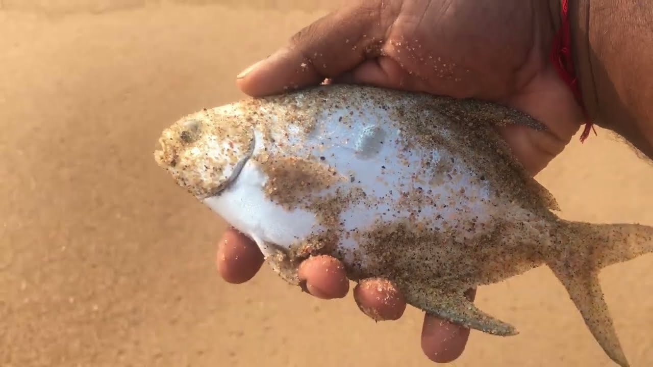 Big Wave Garrick, Durban Shad Fishing, Eastmoor 04 and 05 March 2023.