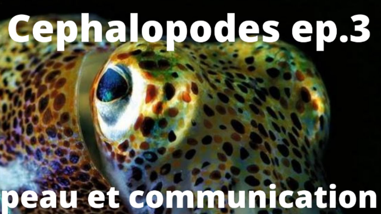 Céphalopodes épisode 3 peau et communication