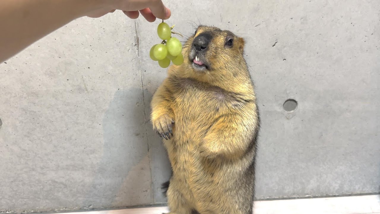 Mamochi's first grapes / OmoPuku fighting over cookies
