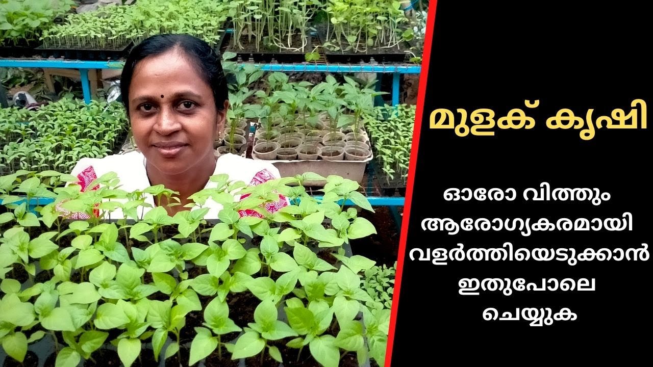 #24  #Arogyapacha | മുളക് കൃഷി | മുളക് തഴച്ചുവളരാൻ നിങ്ങൾ ശ്രദ്ധിക്കേണ്ട പ്രധാന കാര്യങ്ങൾ |