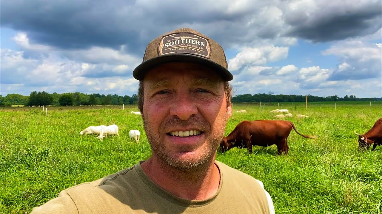 Why I’m Doubling Down on St Croix Sheep Instead of Dorper #regenerativeagriculture