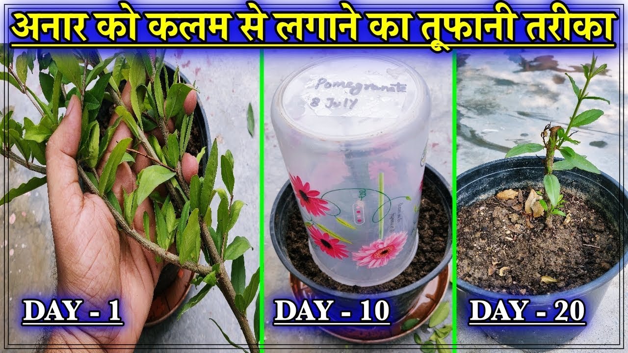 अनार को कलम से लगाने का तूफानी तरीका l देखो और लगाओ अनार की कलम मानसून में l Pomegranate Cuttings
