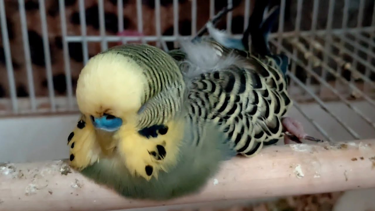 A wee message from Neo's heart