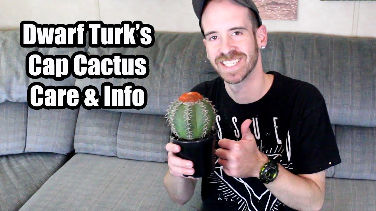 Dwarf Turk's Cap Cactus Care & Info (Melocactus matanzanus)